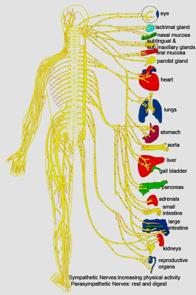 systems of body. Body Systems Flip Booklet